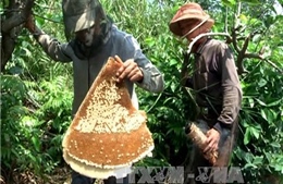 Mật ong không rõ nguồn gốc lấy thương hiệu mật ong U Minh hạ 